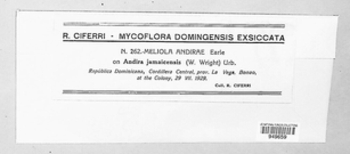 Meliola andirae image